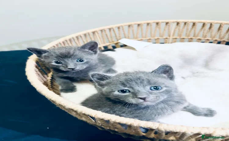 Russian Blue cats - Advert 1