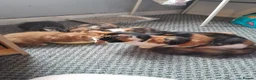 Domestic Shorthair cats for sale: 8 weeks old kittens  in London - Advert 6