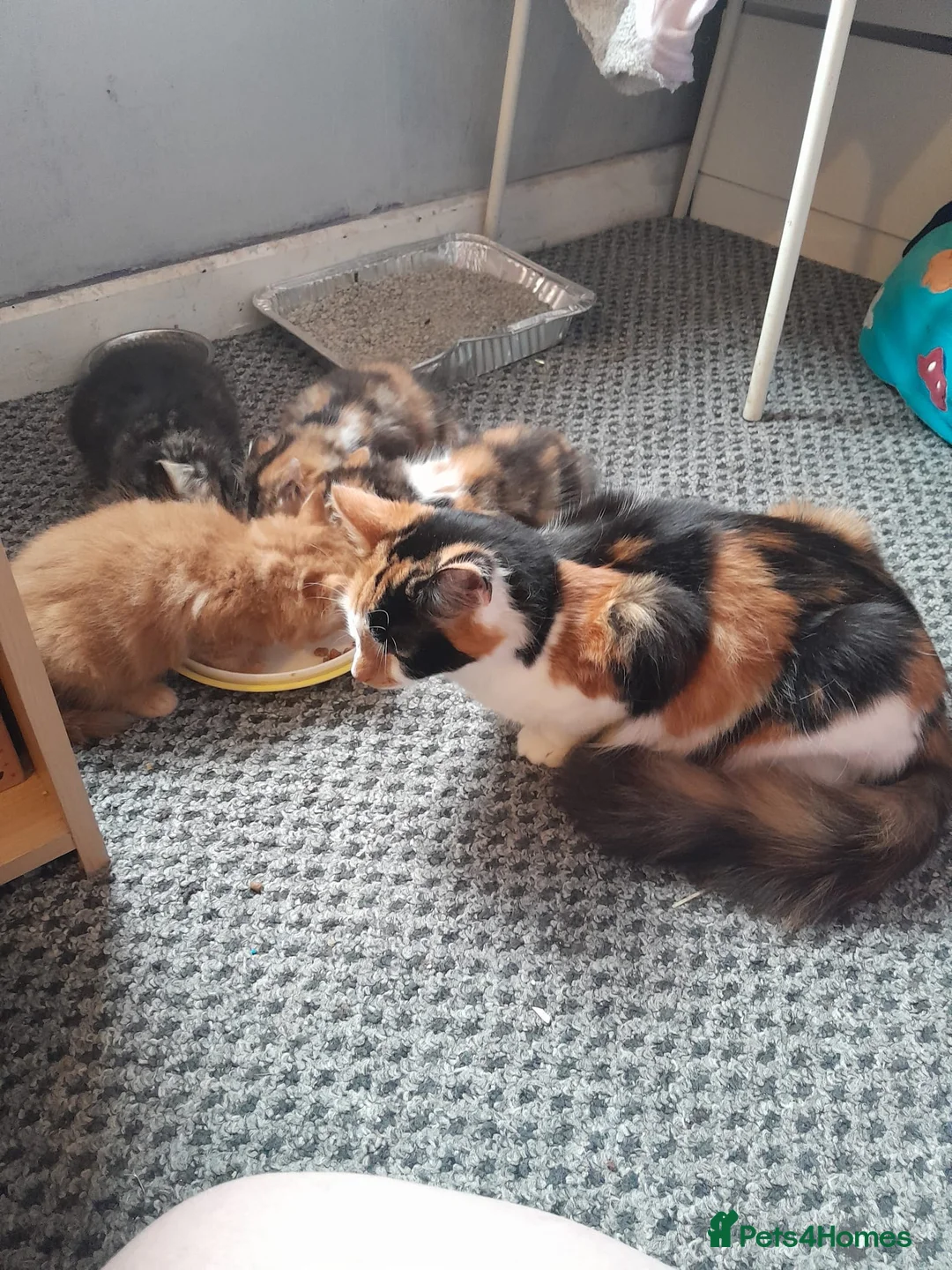 Domestic Shorthair cats for sale: 8 weeks old kittens  in London - Advert 6