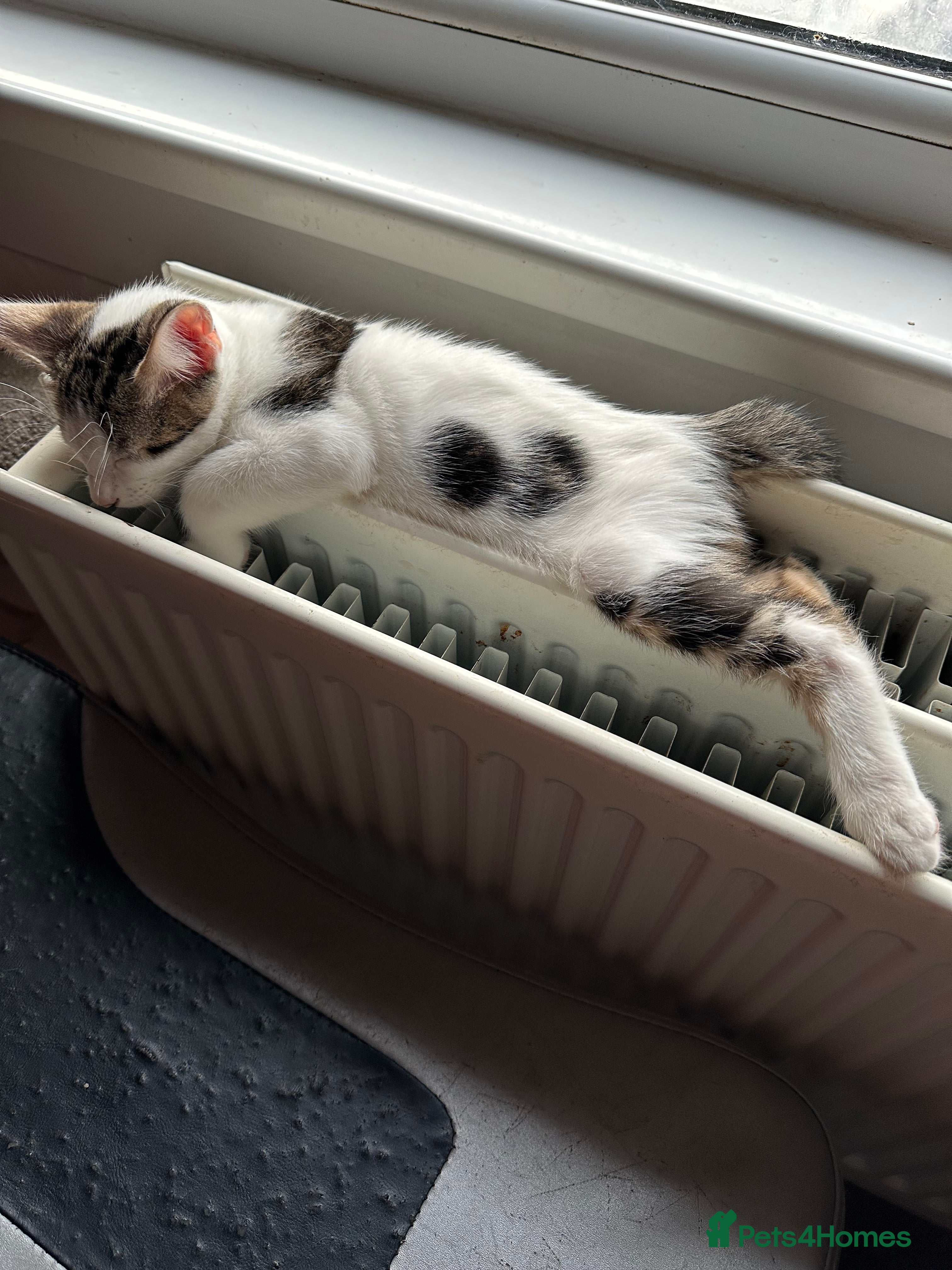 Mixed Breed cats Crossed Between Peterbald & White Bengal - Advert 1