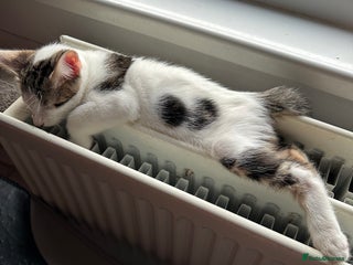 Mixed Breed cats Crossed Between Peterbald & White Bengal - Advert 1