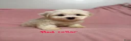 Bichon Frise dogs for sale: 6 Beautiful bichon frise puppies 🐶  in Doncaster - Advert 31