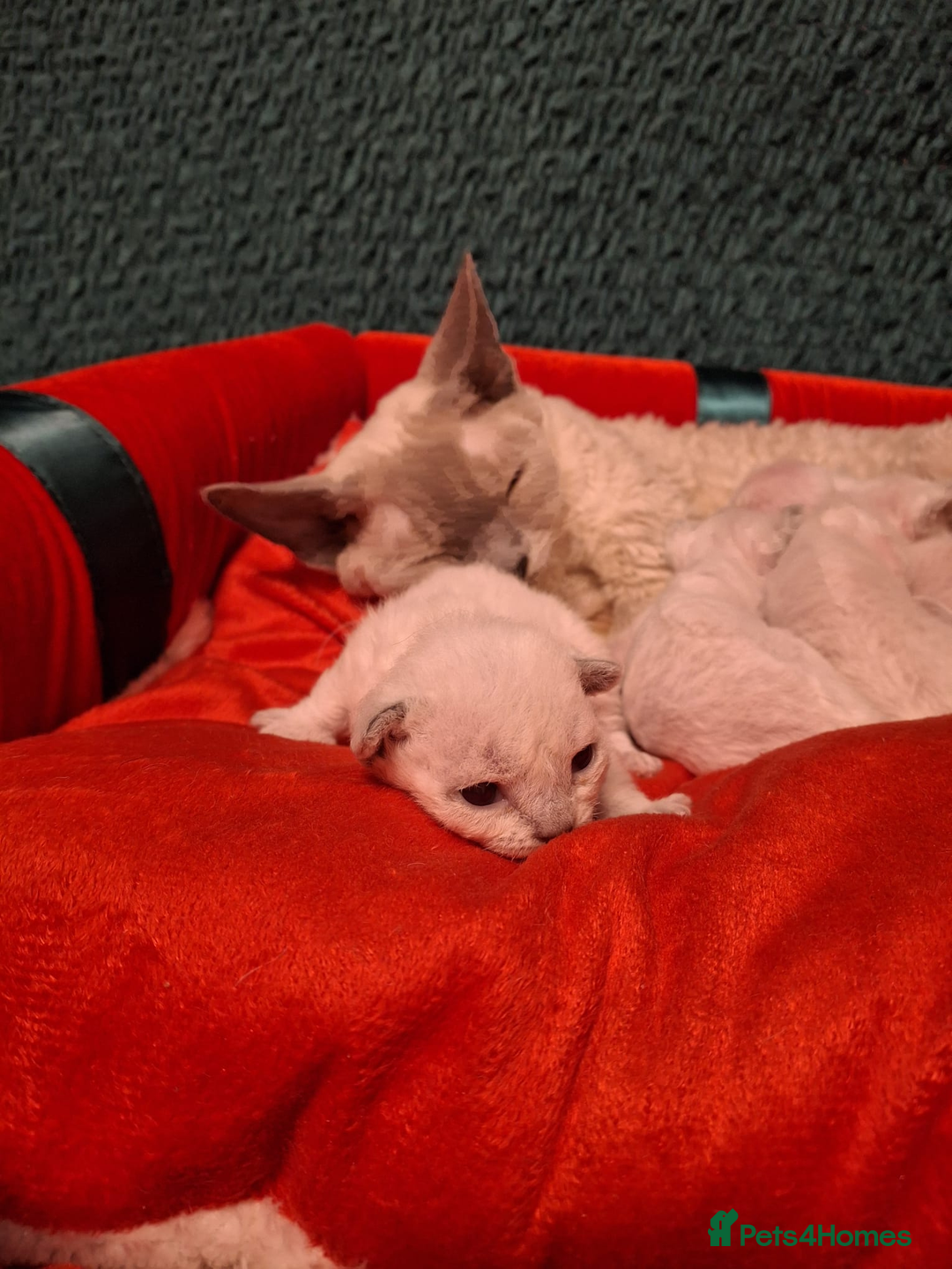 Devon Rex cats for sale: 🌸 Wonderful Devon Rex Kittens  🌸 - Advert 1