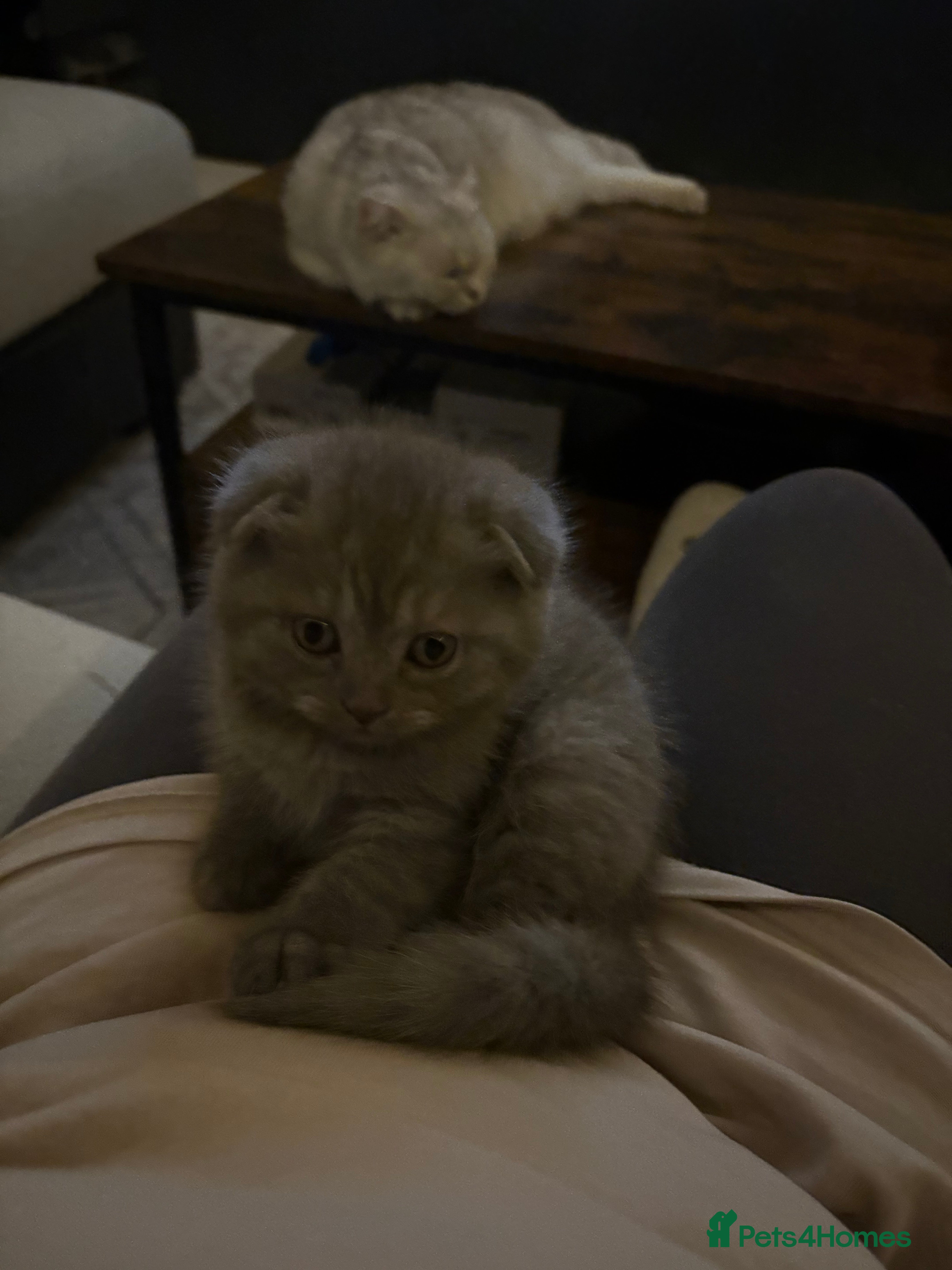 Scottish Fold cats LAST 1 GIRLS Scottish Folder&Straight kittens  - Advert 1