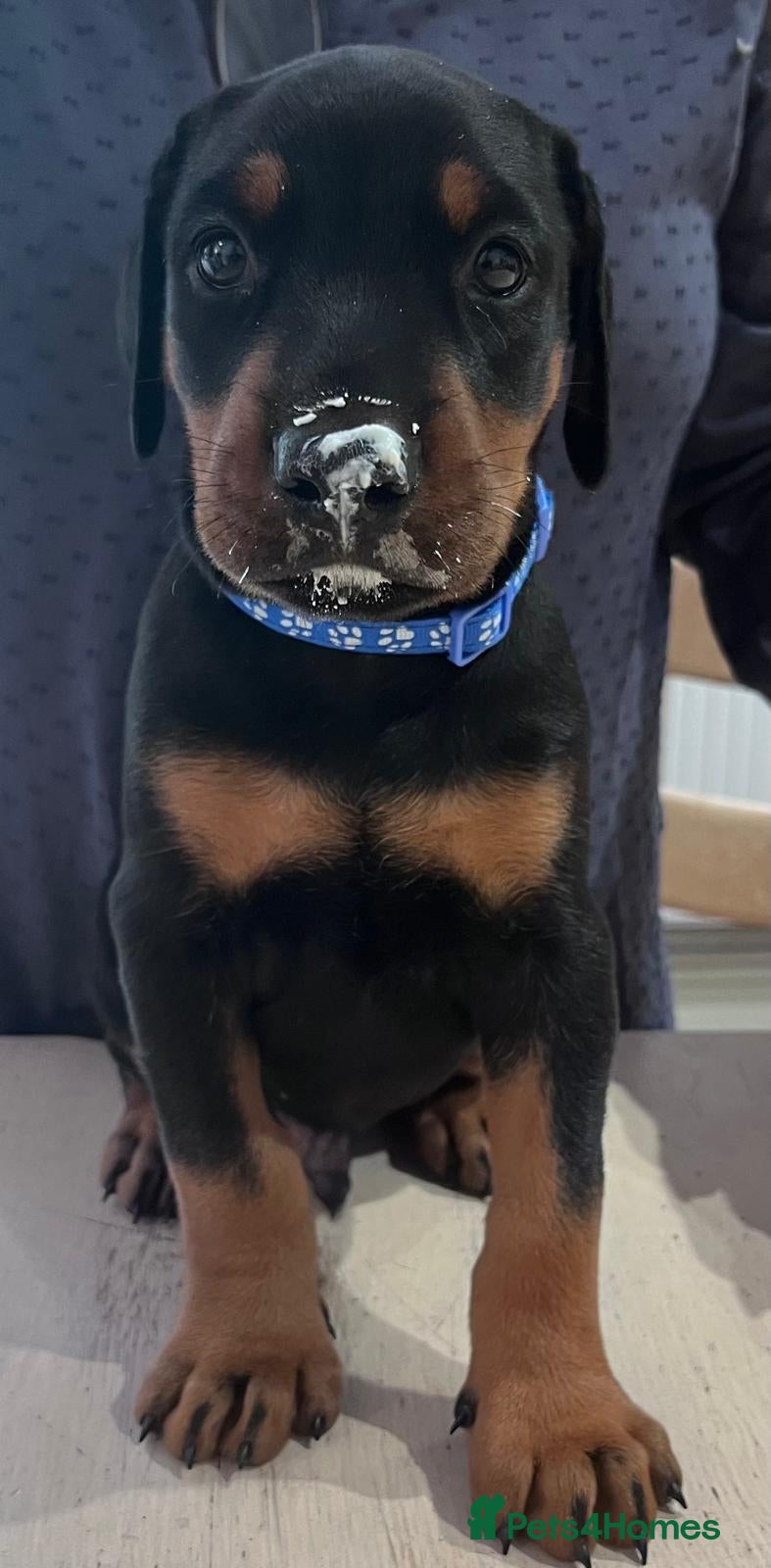 Dobermann dogs Naturally Bred Dobermann Puppies for Sale - Advert 2