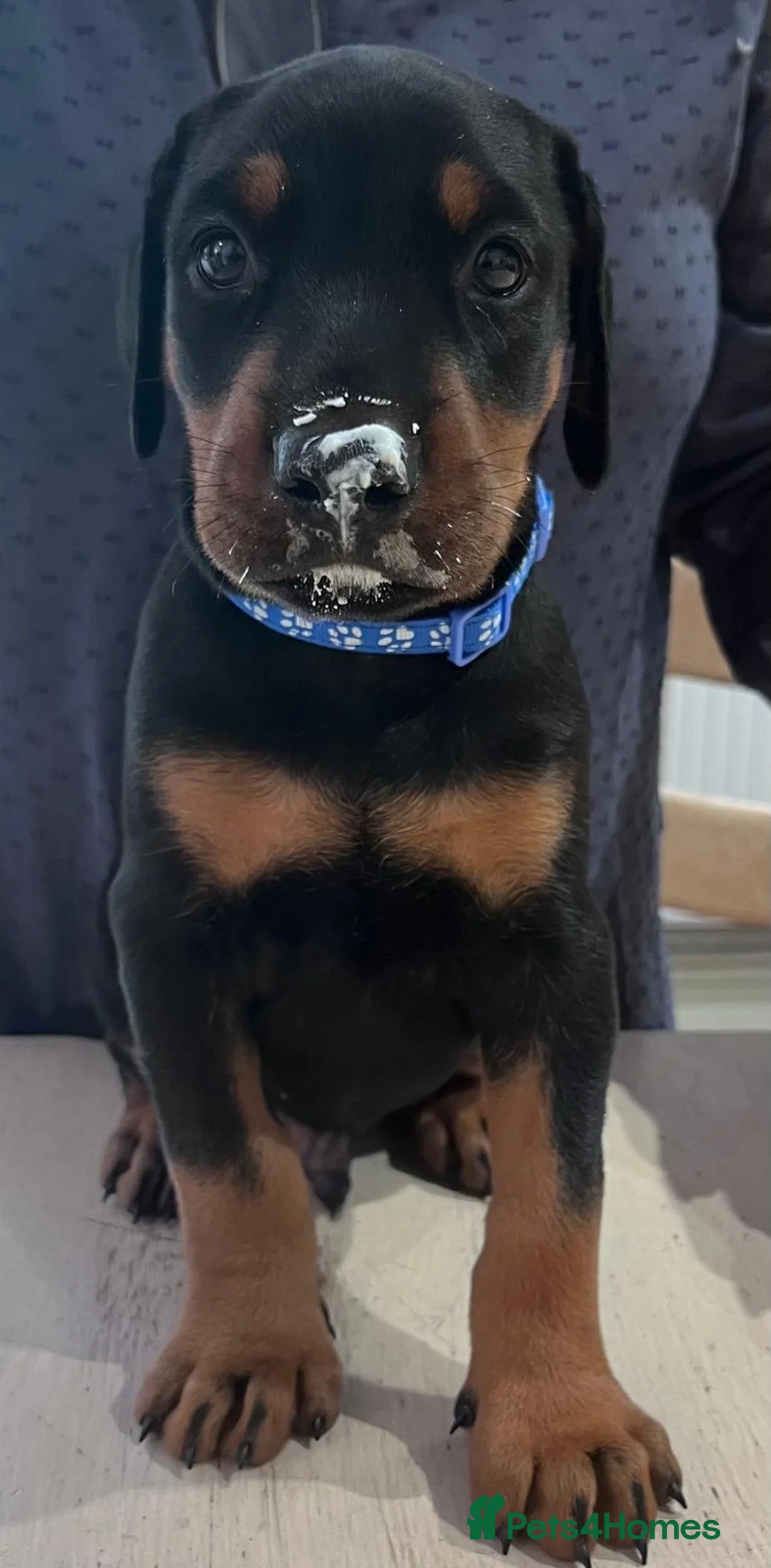 Dobermann dogs for sale: Naturally Bred Dobermann Puppies for Sale in Liverpool - Advert 2