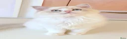 Ragdoll cats for sale: READY NOW *** GCCF REGISTERED RAGDOLL KITTENS - Advert 35