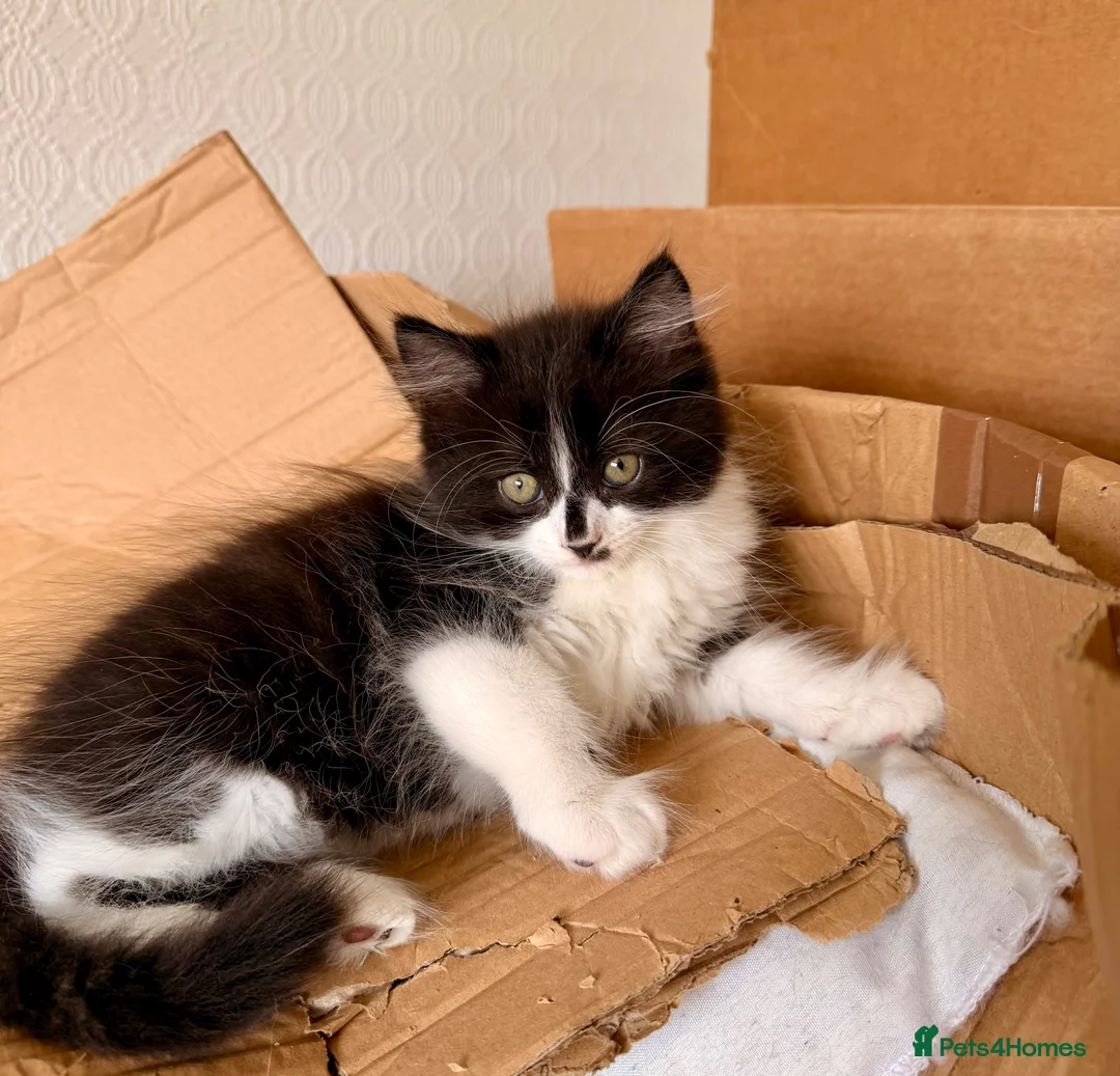 Persian cats for sale: Mix Persian Kittens Ready 2 Collect! - Advert 21