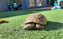 Tortoise reptiles for sale: tortoise - Image 1