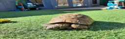 Tortoise reptiles for sale: tortoise - Advert 1