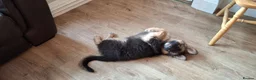 German Shepherd dogs for sale: Adorable German Shepherd puppies  in Brigg - Advert 11