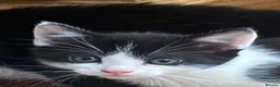British Shorthair cats for sale: 3 beautiful tuxedo kittens for sale  - Advert 2