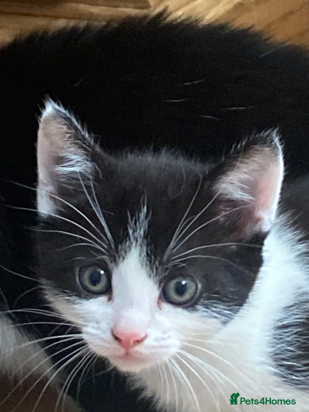 British Shorthair cats for sale: 3 beautiful tuxedo kittens for sale  - Advert 2