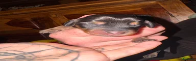 Dachshund 6