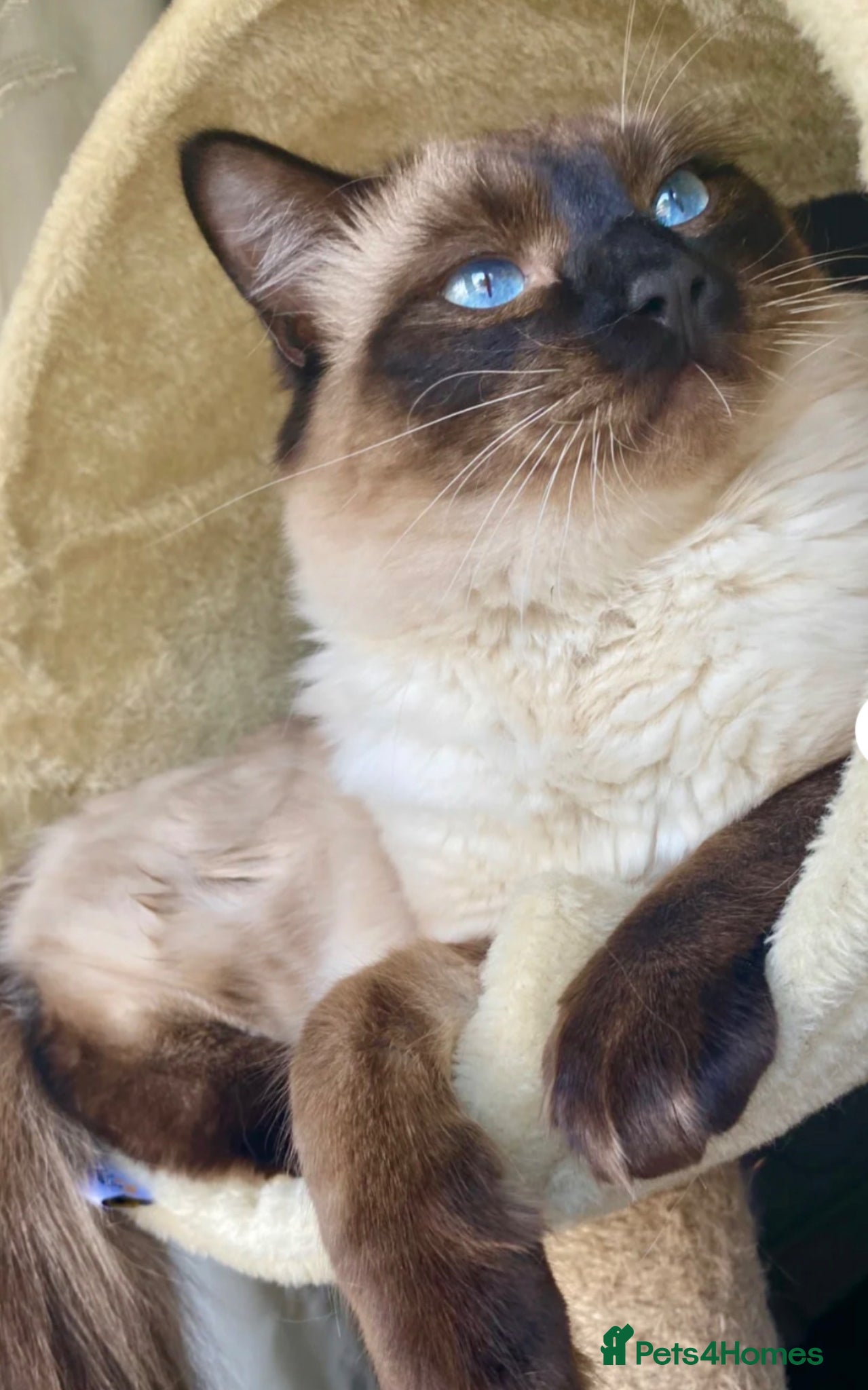 Ragdoll cats Ragdoll Kittens 4 Available  - Advert 2