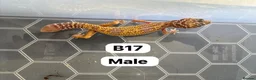 Lizard reptiles for sale: Available Rescues Looking for Their Forever Homes - Advert 19
