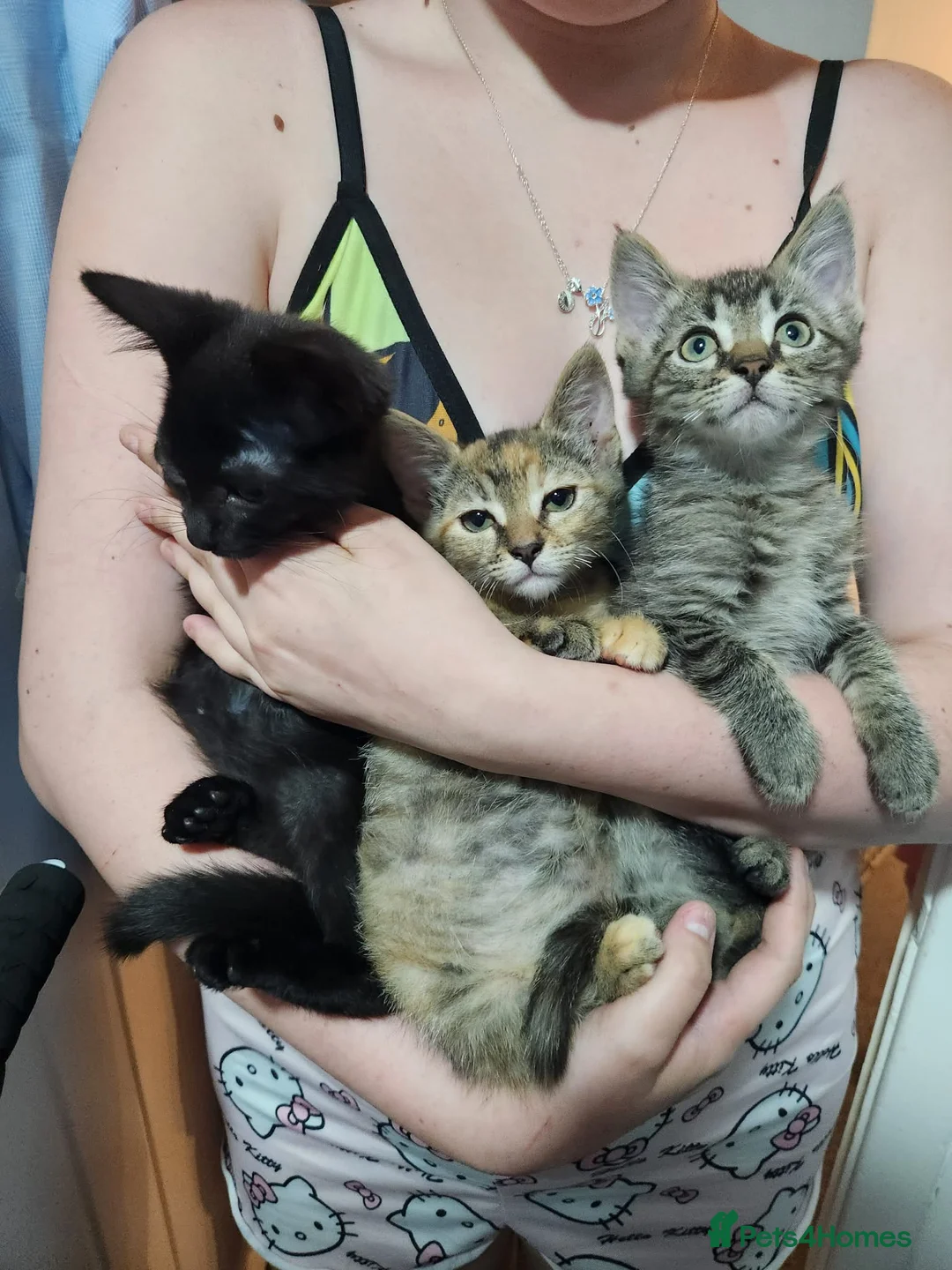 Bengal cats for sale: Mixed litter - Advert 1