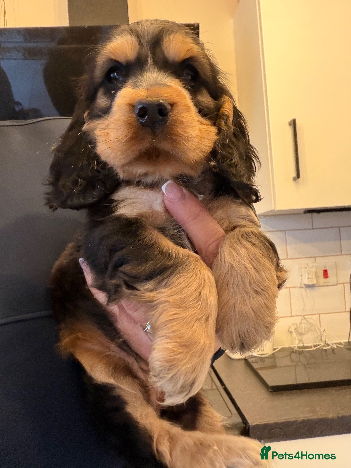 Cocker Spaniel dogs LAST PUP 🐶RIZI BIZI pedigree show spaniels🐶 - Advert 2
