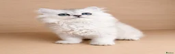 British Longhair cats for sale:  Longhair Silver Point & Golden Point Kittens - Advert 5