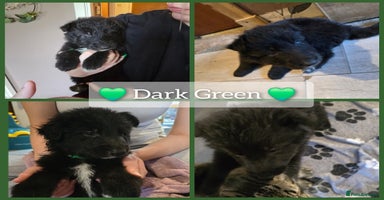 Mixed Breed dogs - Advert 1
