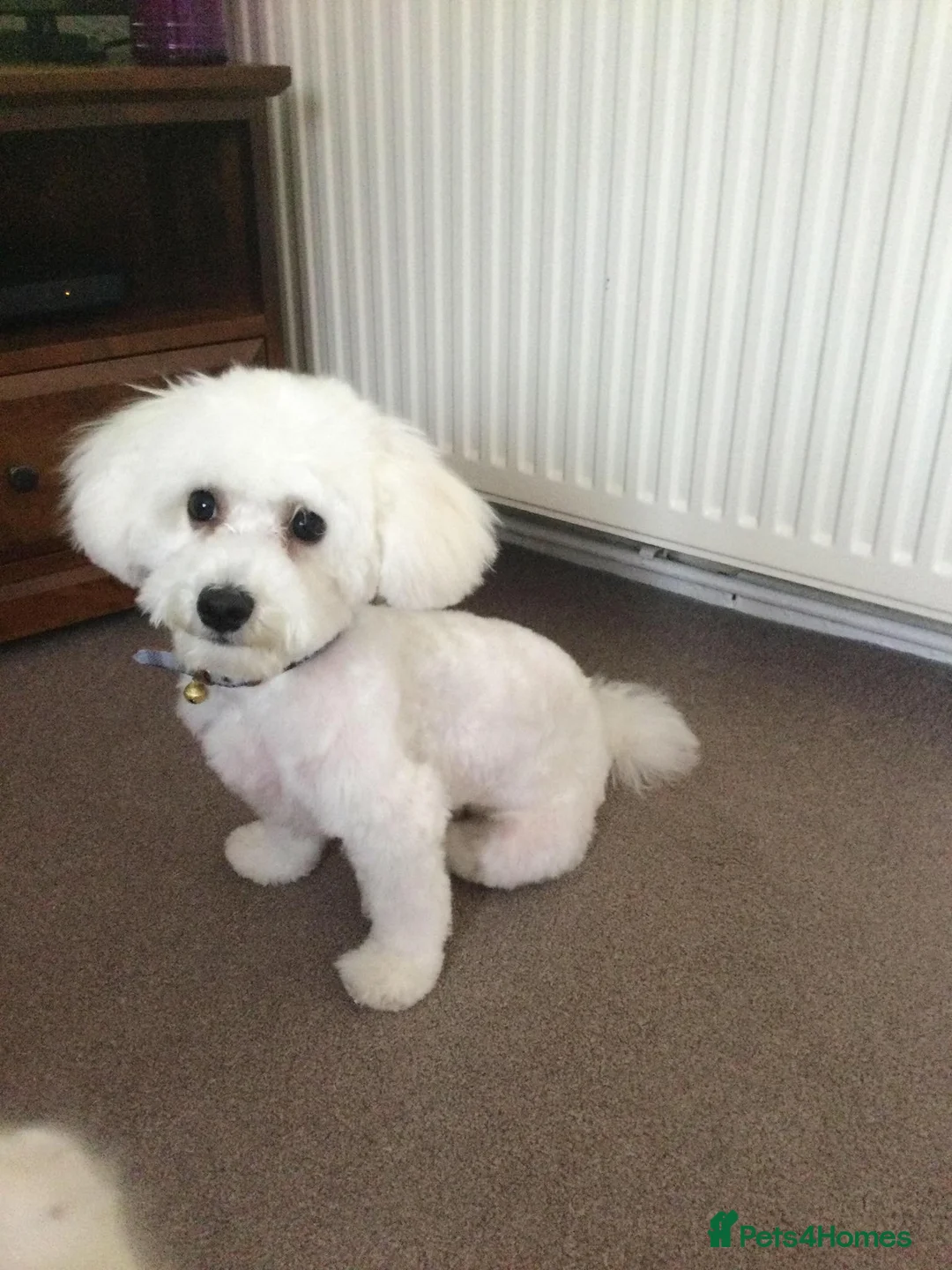 Bichon Frise dogs for stud: Bichon frise for stud  in Atherstone - Advert 12