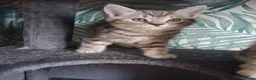 Persian cats for sale: Beautiful half persian kittens  - Advert 8