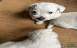 West Highland Terrier dogs for sale: Gorgeous West Highland White (Westie) Puppies - Image 5