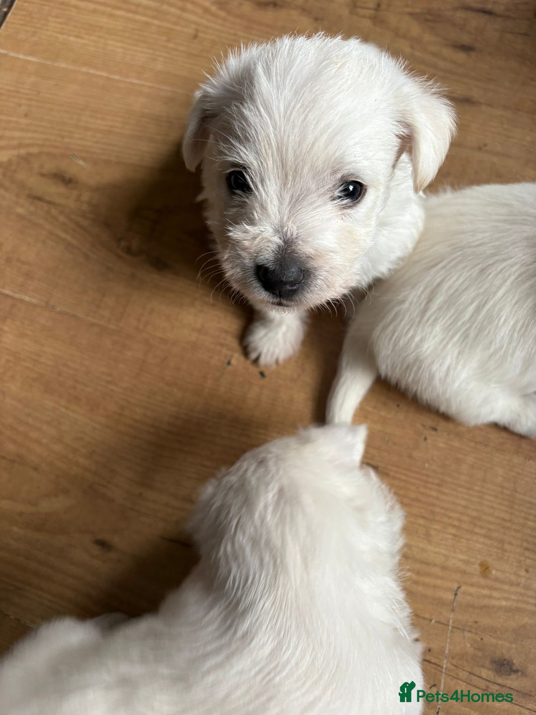West Highland Terrier dogs for sale: Gorgeous West Highland White (Westie) Puppies - Image 5