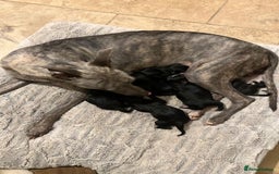Mixed Breed dogs for sale: F1 Whippet x Bedlington terrier  - Image 1