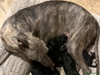 Mixed Breed dogs for sale - Advert 1