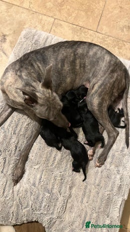 Mixed Breed dogs - Advert 3