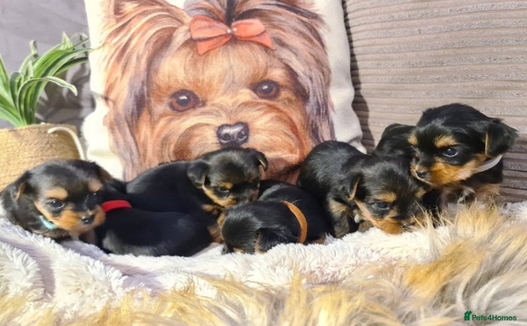 Yorkshire Terrier dogs - Advert 1