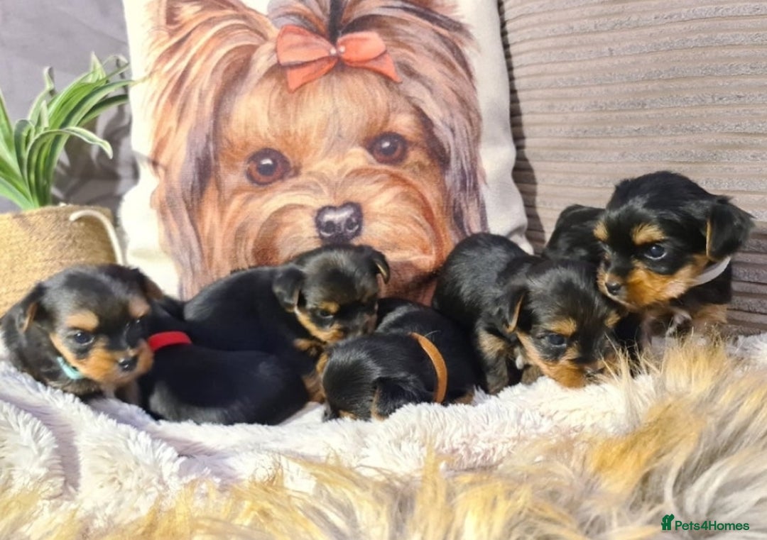 Yorkshire Terrier dogs for sale: Last female Yorkshire Terrier puppy left - Image 1