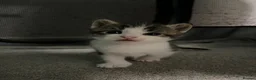Mixed Breed cats for sale: 4 beautiful mixed breed kittens in Newton Abbot - Advert 3