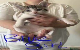 Brazilian Shorthair cats for sale: 3 Female Kittens left! Blue left! Purple, Yellow  - Image 6