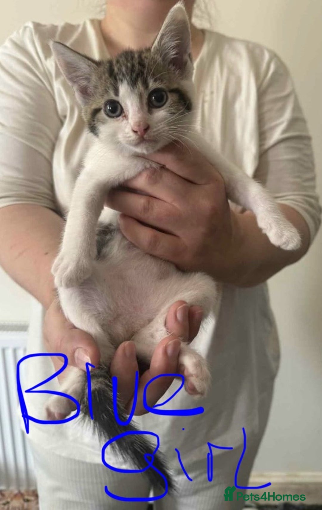 Brazilian Shorthair cats for sale: 3 Female Kittens left! Blue left! Purple, Yellow  - Image 6