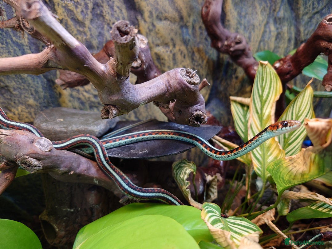 Garter Snake reptiles for sale: San Francisco Garter Snakes – Complete Setup - Advert 4
