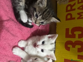 Mixed Breed cats Tabby Turkish angora - Advert 20