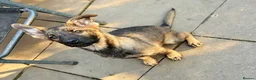 Mixed Breed dogs for sale: 🐶German Shepherd x Dutch Working-Line Puppies 🐶 - Advert 4