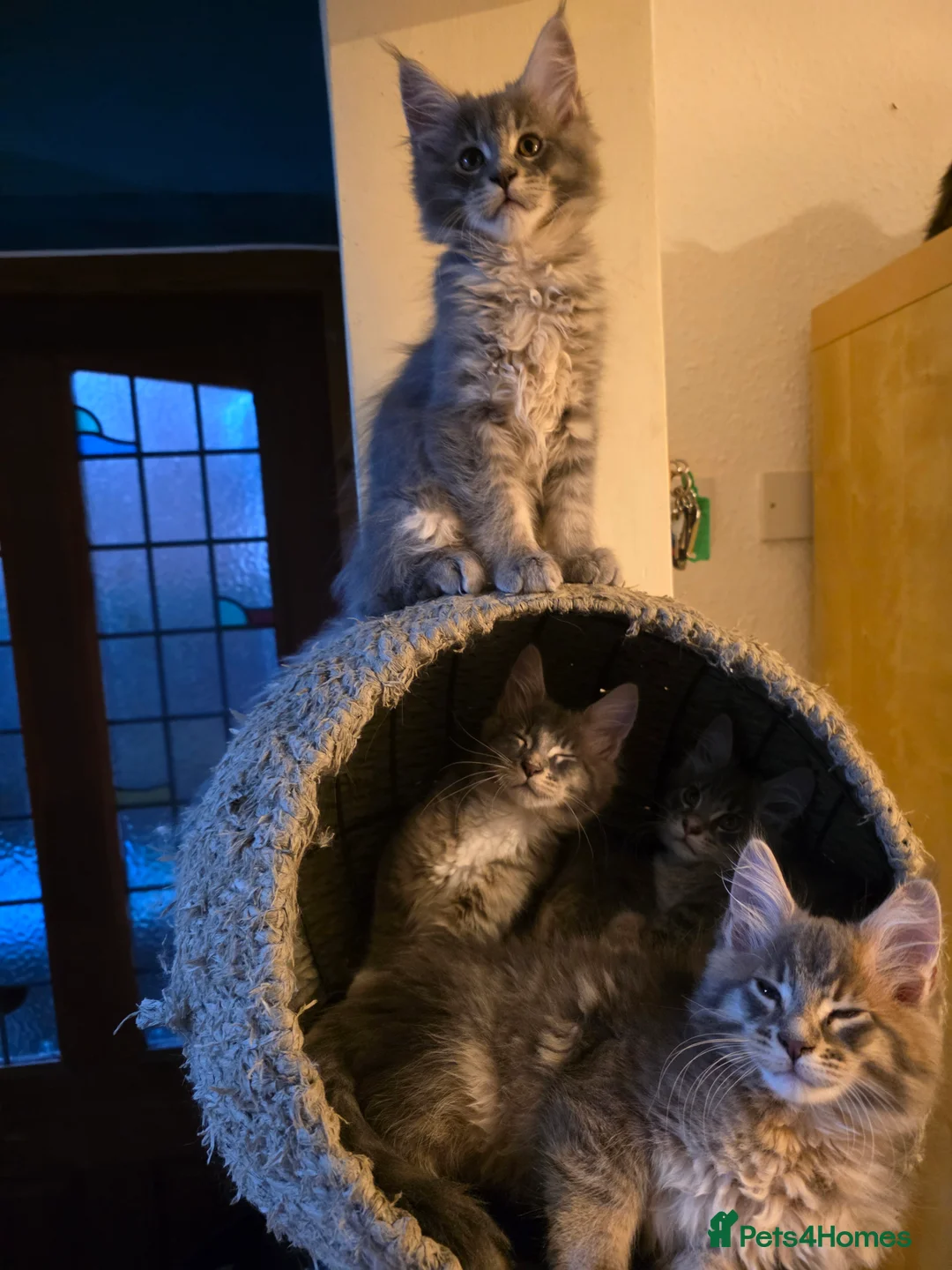 Maine Coon cats for sale: Beautiful Maine Coon Kittens 3 boys/ 2 girl  - Advert 39