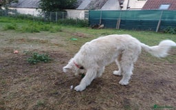 Mixed Breed dogs for adoption: Meet JOJO - a superb big girl, for a Loving Home - Image 12