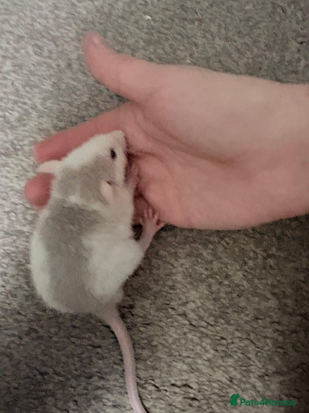 Rat rodents for sale: 9 male dumbo husky rats - Advert 9