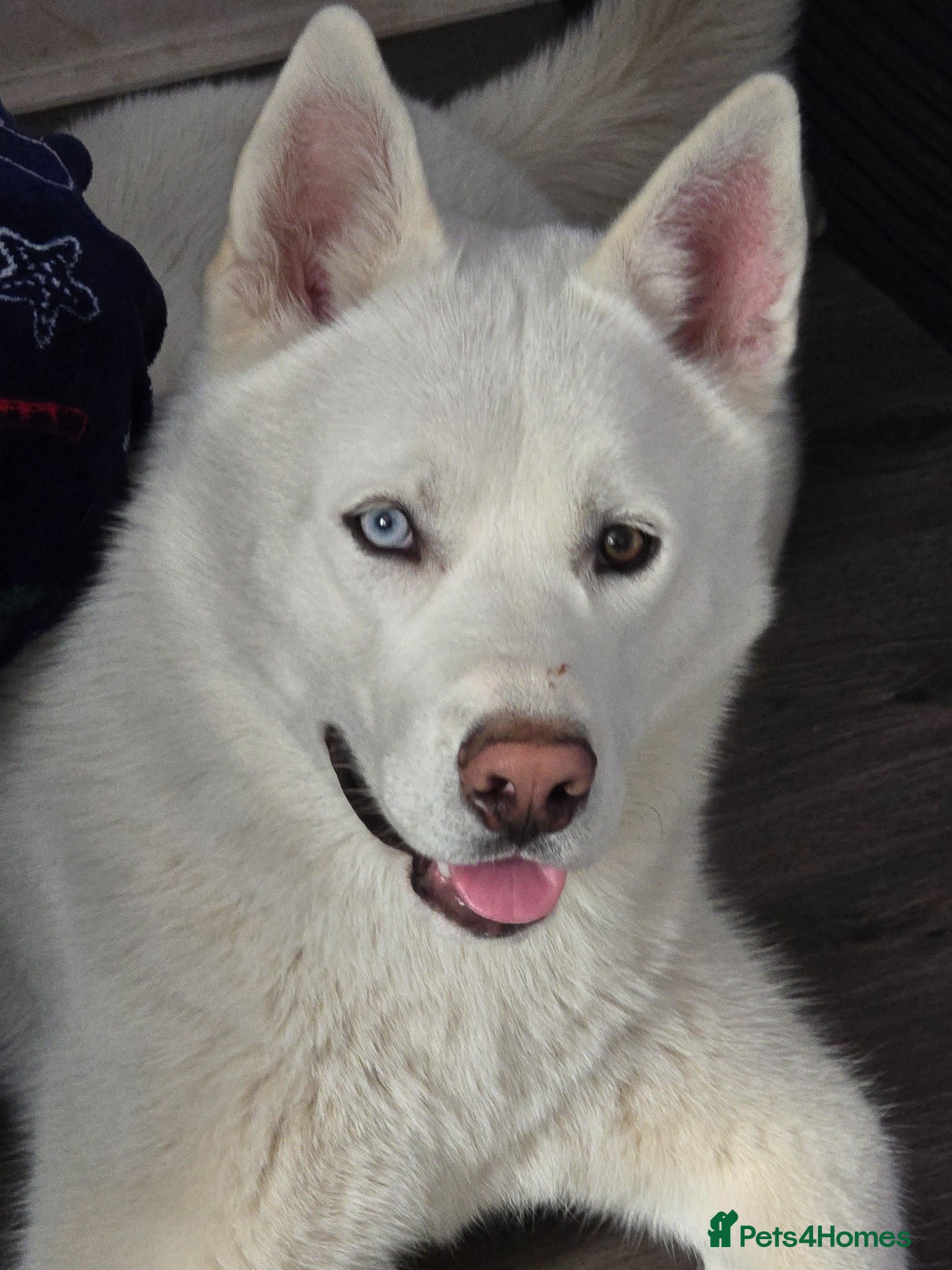 Siberian Husky dogs White siberian husky (Ghost) - Advert 4