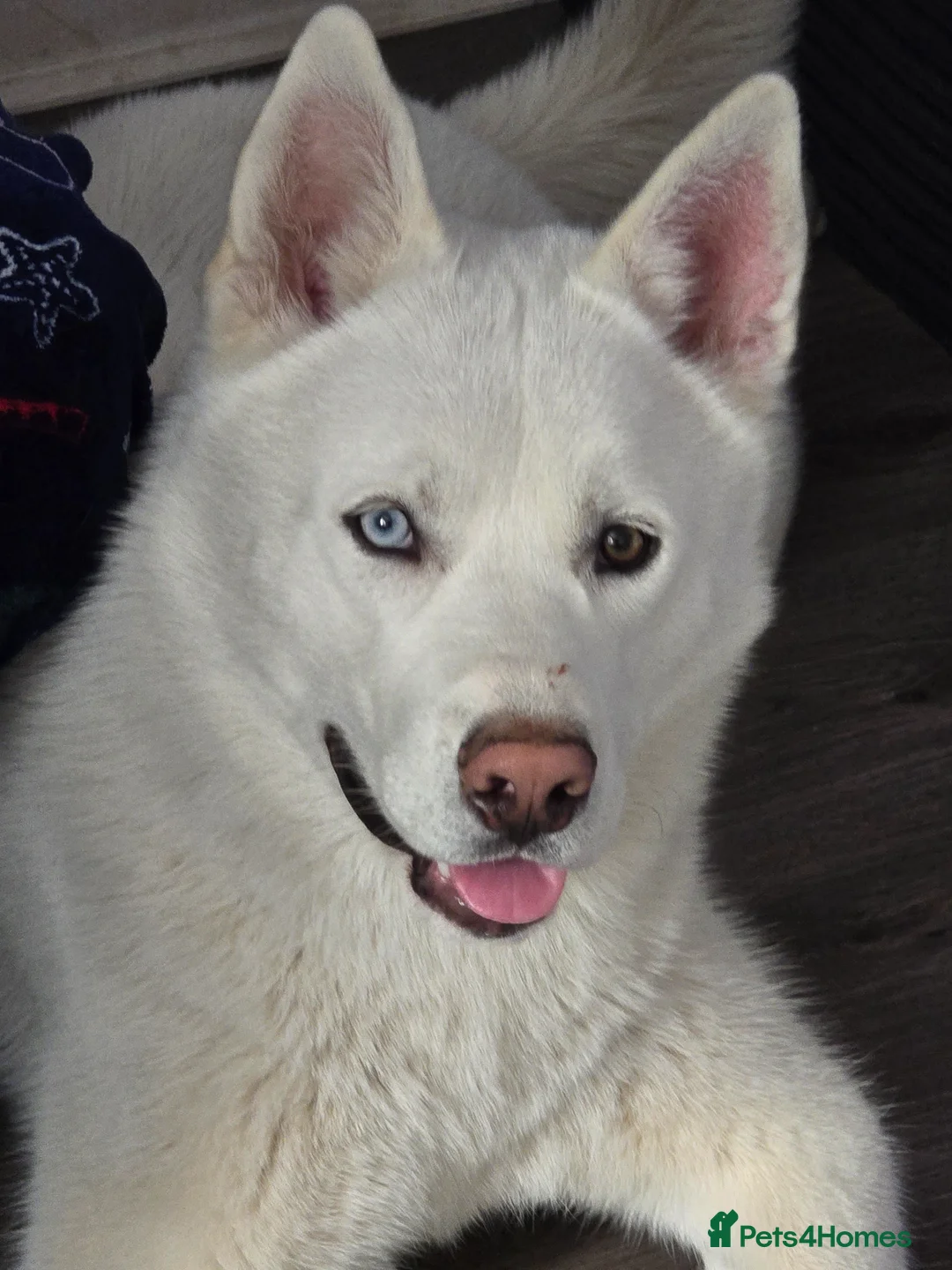 Siberian Husky dogs for sale: White siberian husky (Ghost) - Advert 1