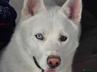 Siberian Husky dogs White siberian husky (Ghost) - Advert 4