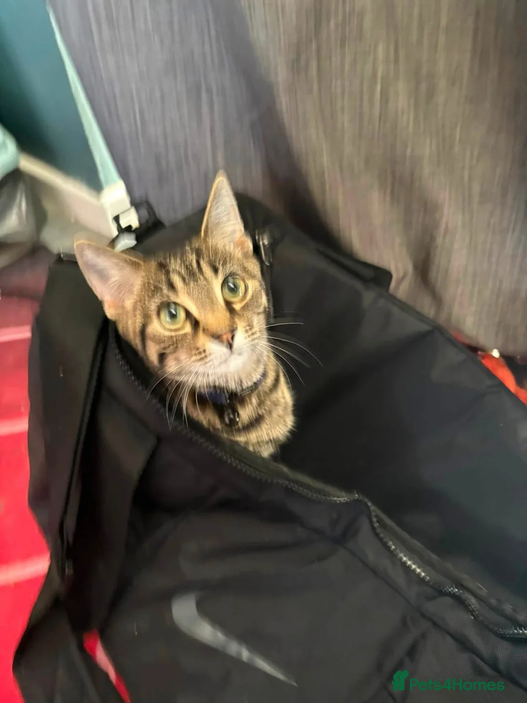 Domestic Shorthair cats for sale: Ozzy Domestic Shorthair X Maine Coon  in Peterborough - Advert 2