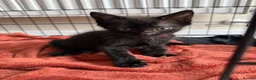 Mixed Breed cats for sale: Siamese X Longhaired Tabbys - Advert 8