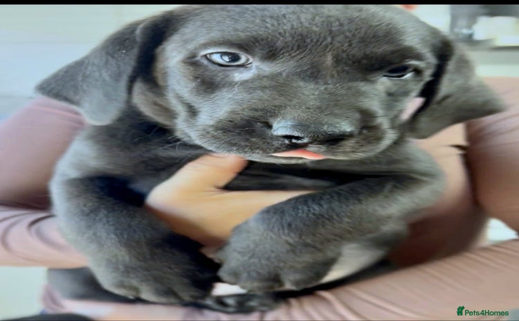 Labrador Retriever dogs - Advert 2