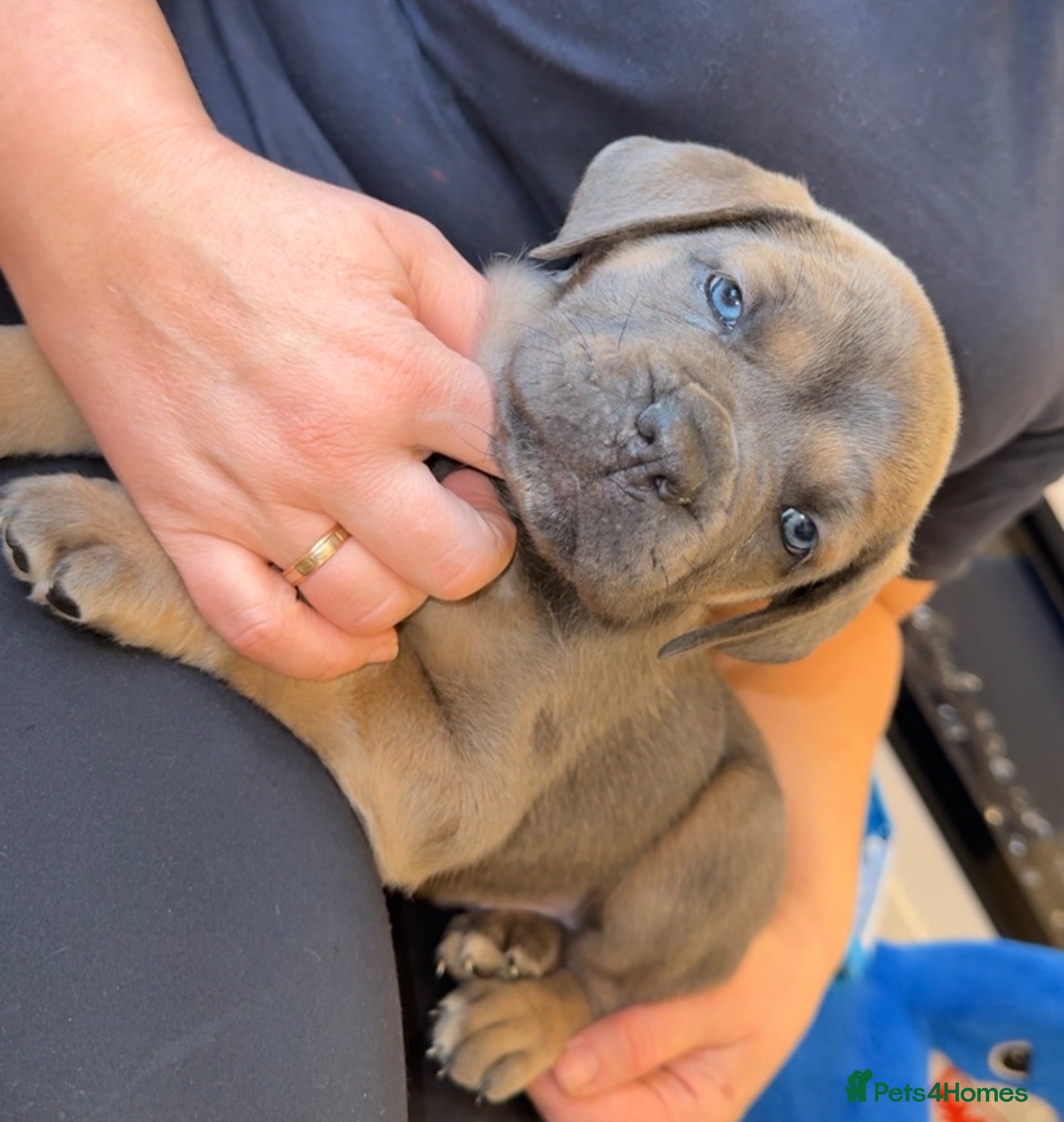 Cane Corso dogs ICF/ICCF Champion 6th GENERATION Cane Corso pups - Advert 5