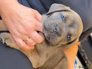 Cane Corso dogs ICF/ICCF Champion 6th GENERATION Cane Corso pups - Advert 5